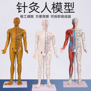 60 85CM中医针灸穴位人体模型十二经络图穴位铜人半肌肉骨骼内脏