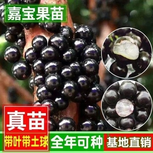 沙巴嘉宝果树苗巨峰沙巴树苗三代紫色南方种植全套长款纯甜枣树苗