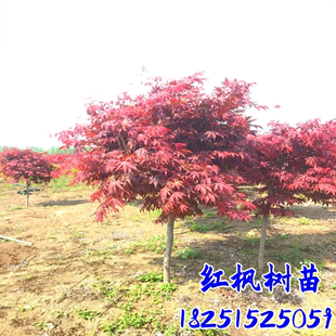 红枫树苗日本红枫美国红枫中国红四季红庭院种植绿化红舞姬盆栽