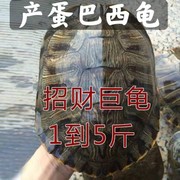 乌龟大龟特大巴西龟下蛋乌龟活物宠物招财龟镇宅长寿彩龟水龟外塘