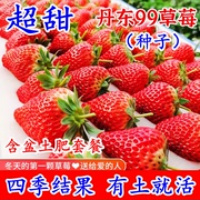 草莓种子四季播种奶油草莓，室内阳台盆栽，家庭阳台蔬菜花卉水果家庭