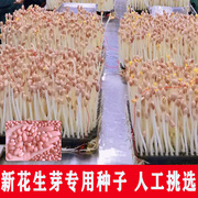 花生芽苗种子 花育16生新花生米手工剥壳粉皮山东大花生农家自种