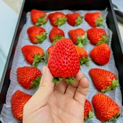 丹东99草莓大黑盒 当季新鲜草莓礼盒装送礼 接近纯甜口感全红果