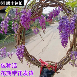 紫藤树苗带花苞老桩爬藤遮阳花苗爬墙花园庭院四季开花长花穗花卉