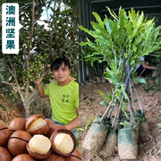 夏威夷果树果苗澳洲坚果苗嫁接澳洲坚果树苗桂热一号热带果苗带土