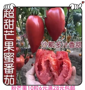 超甜粉芒果番茄种子10粒6元原包分装 沙瓤老西红柿水果口感番茄