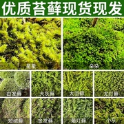 鲜活青苔苔藓微景观生态，瓶白发藓假山盆栽，迷你植物diy材料美观