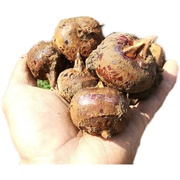 现挖桂林特产新鲜红马蹄荸荠地栗地梨农家水果蔬菜中果5斤10斤装