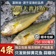 黄花鱼新鲜冷冻生鲜水产大黄鱼鲞鲜活冰鲜超大深海鱼海鲜整箱