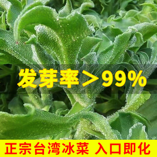 台湾水晶冰菜种子冰草菜，种籽秋冬耐寒四季阳台种植蔬菜种孑大全