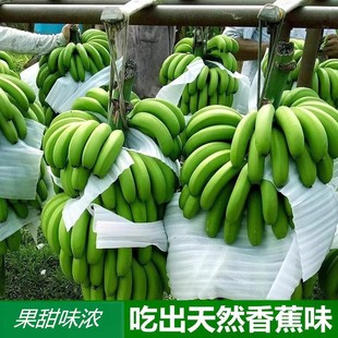 云南香蕉高山大(高山大)香蕉，现摘9斤新鲜水果，10生青香蕉banana绿皮米5