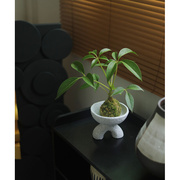 苔藓球盆栽水培植物室内办公桌面，水养绿植净化空气吸甲醛花卉盆景