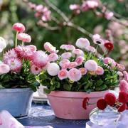 雏菊花苗塔苏霜红色多年生耐寒盆栽，花园阳台观花花卉植物好养易活