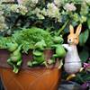 花园装饰庭院园艺盆景摆件花园小摆件创意卡通小动物青蛙摆件