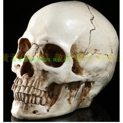 树脂骷髅头绘画人头骨艺用人体肌C肉骨骼解剖头骨模型美术 