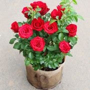 玫瑰花种子四季开花耐寒室内外好养活茉莉红玫瑰盆栽植物花种籽子