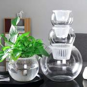金钱草水瓶蝴蝶兰花瓶，玻璃透明龟背竹创意，水培器皿简约绿航绿萝