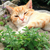 盆栽猫薄荷种子苗可食用幼苗猫草留兰香柠檬种植四季草种孑子种
