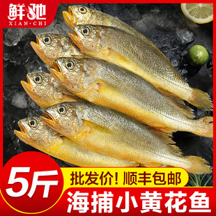 小黄花鱼新鲜冷冻5斤烧烤小黄鱼青岛生鲜活海鱼海鲜整箱商用