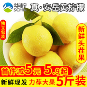 安岳黄柠檬(黄柠檬)新鲜水果皮薄多汁一二级非青香水鲜柠檬果5斤酸爽