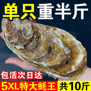 特大蚝王5xl鲜活乳山生蚝新鲜牡蛎超大肉，海蛎子10斤海鲜刺身即食