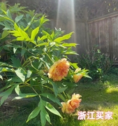 黄牡丹金阁晚花期 带香味 花重会垂头 花园庭院 洛阳重瓣牡丹