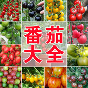 千禧番茄圣女果种子苗子家庭，蔬菜孑春季四季种植沙瓤盆栽庭院阳台