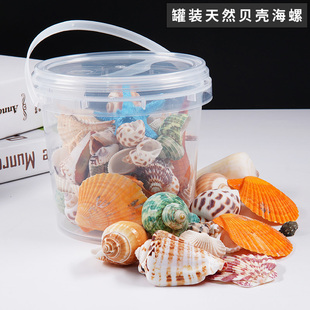 天然贝壳海螺海星密封罐，桶装diy装饰摆件科教，幼儿园礼物鱼缸造景