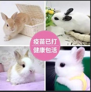 兔子活体小白兔公主兔宠物兔长不大侏儒兔家养肉兔垂耳兔活物