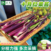 红菜苔种籽盆栽紫菜苔白菜薹(白菜薹)种子广东丰产红菜心四季播种蔬菜种孑