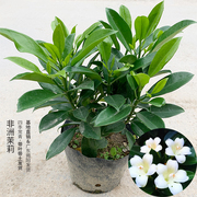 非洲茉莉花盆栽四季常绿庭院室内盆栽非洲茉莉花苗大型绿植好养花