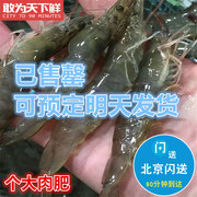 500g北京闪送鲜活海白虾海鲜，水产明虾对虾非基围虾