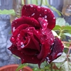 大花品种切花玫瑰 黑魔术 暗红月季花苗盆栽四季开花紫黑玫瑰