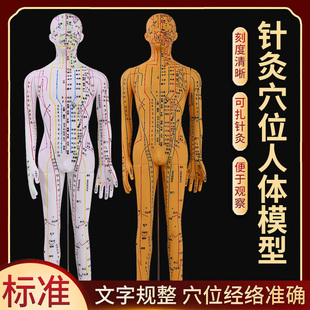 穴位人形模型人体穴位经络模型人中医全身铜人针灸人体可扎针医用