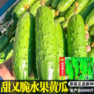 甜又脆小水果黄瓜 阳台盆栽四季播易种家庭菜籽蔬菜种子 春夏季播