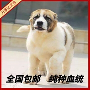 纯种中亚牧羊犬幼犬大型犬超大俄罗斯狗仔活体猎犬中亚犬幼崽出售