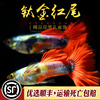 钛金红尾礼服孔雀鱼纯种热带鱼胎生观赏鱼练手淡水小型鱼活体