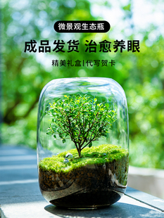 生命之树生态瓶苔藓创意微景观桌面盆栽青苔造景缸植物办公室绿植