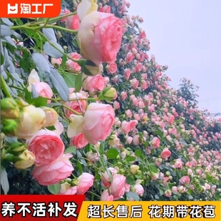 藤本月季花灌木月季盆栽特大1.6米花苗爬藤阳台蔷薇四季开花浓香