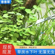 ADA同款香香草水草鱼缸造景水下叶打头植物活体淡水懒人新手沉木