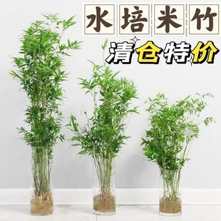 水培植物米竹盆栽室内带根水养凤尾富贵竹子客厅，桌面好养绿植盆景