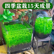 水草种子生态玻璃瓶真植物种籽盆栽套餐水培绿植装饰草缸鱼缸造景