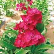 紫罗兰花种子四季易种 室内庭院种植盆栽绿植花卉花籽 可做切花