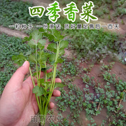 香菜种老山东种籽香菜子农家，盆栽夏季耐热芫荽蔬菜种孑阳台菜种籽