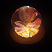 蒲公英永生花夜灯植物创意，情人节女生日礼物玻璃罩，摆y件家居装饰