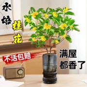 水培桂花盆栽树苗带花苞浓香室内办公室桌面水养四季桂花绿植花卉