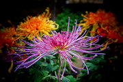 鲜花花朵海报菊花雏菊非洲菊波斯菊自然田园风景装饰贴画3724