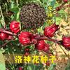 洛神花种子玫瑰茄花盆栽种籽庭院花园食用药用保健花茶籽四季高产