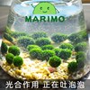 幸福海藻球mrimo水培微缸景观生态瓶桌面鱼创意DIY趣味植物a礼物