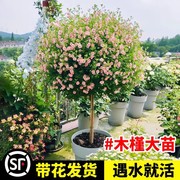 小木槿棒棒糖花苗蓝雪花四季好养花卉盆栽室内阳V台庭院带花